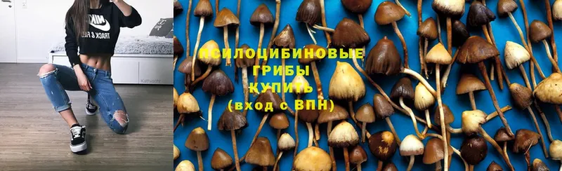 купить закладку  Алагир  Галлюциногенные грибы Cubensis 